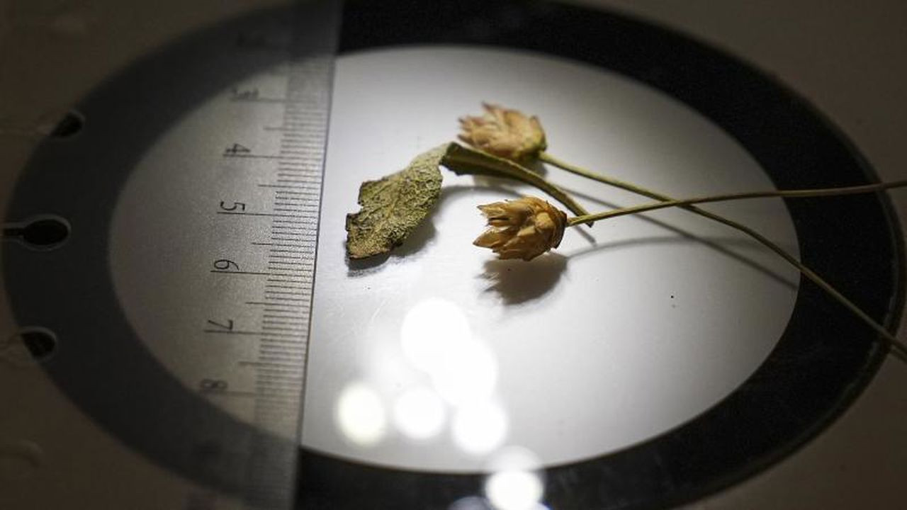 Denizli'de yeni bitki türü keşfedildi!