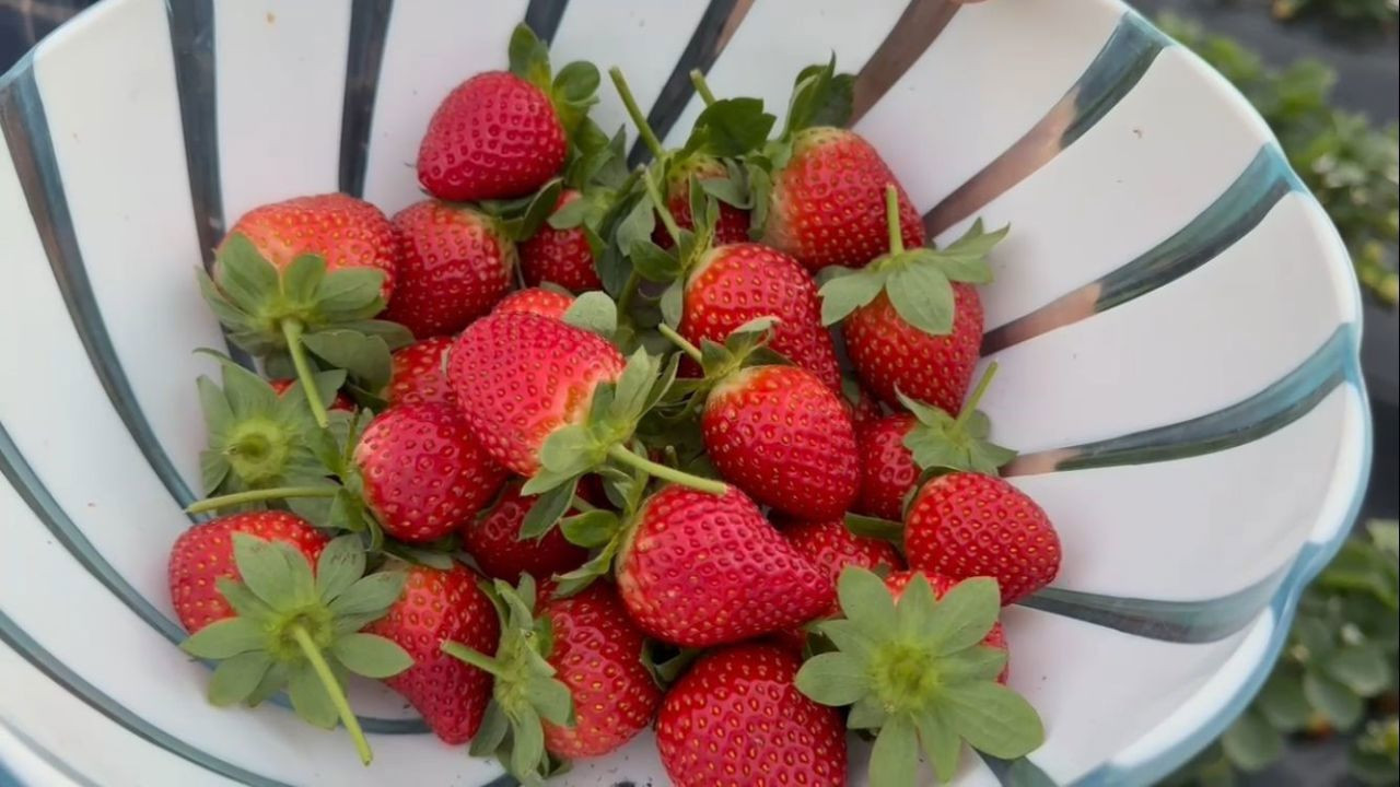 Mersin Anamur'da üretiliyor: 250-300 TL'ye satılıyor