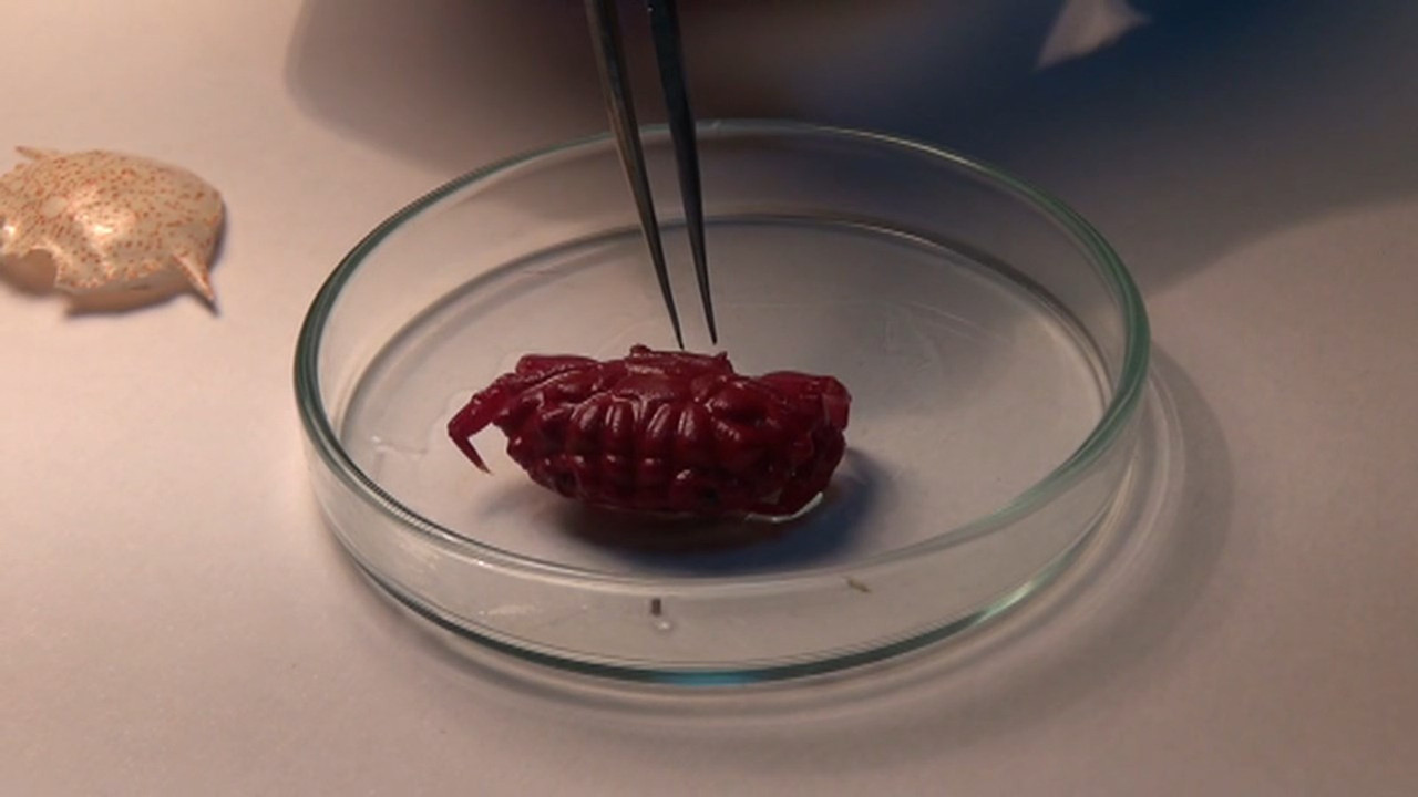 Türkiye kıyılarında bir ilk! İskenderun'da görüldü