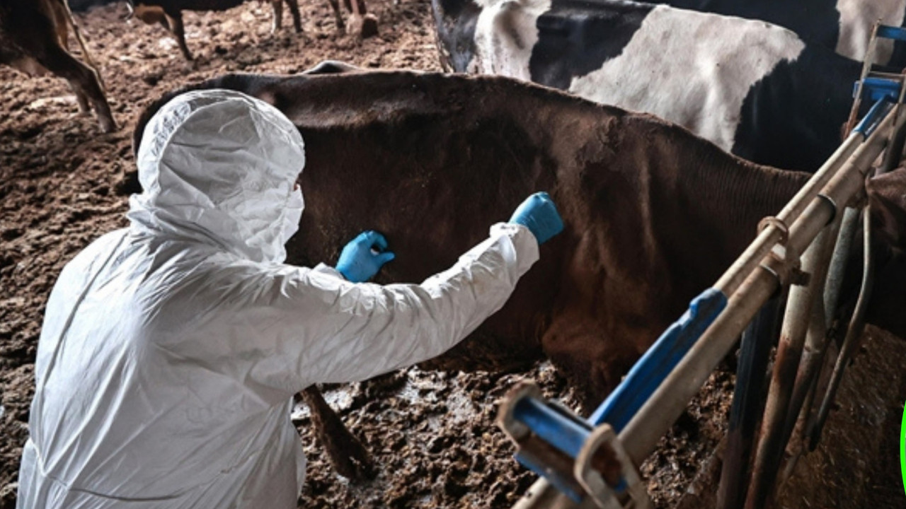 Bolu’da 1 aylık karantina sona erdi!