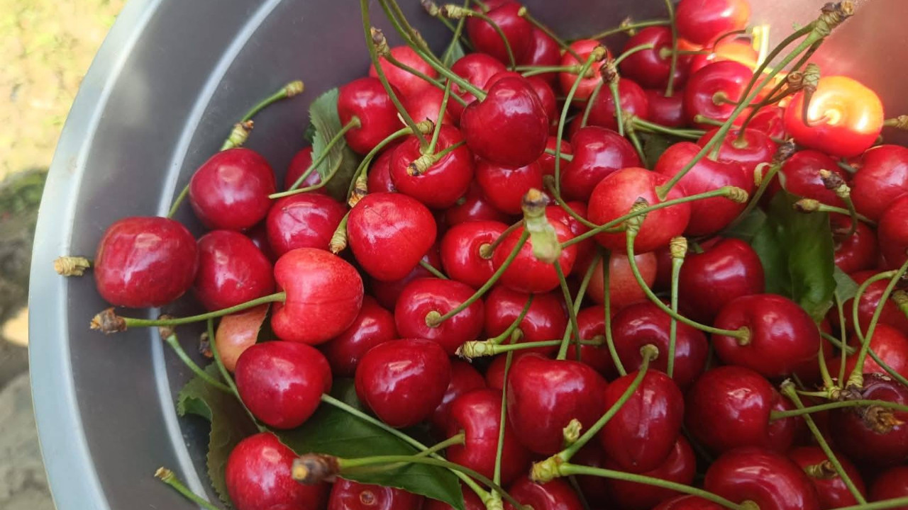 Edirne’den Avrupa’ya gönderiliyor! Coğrafi işaret …