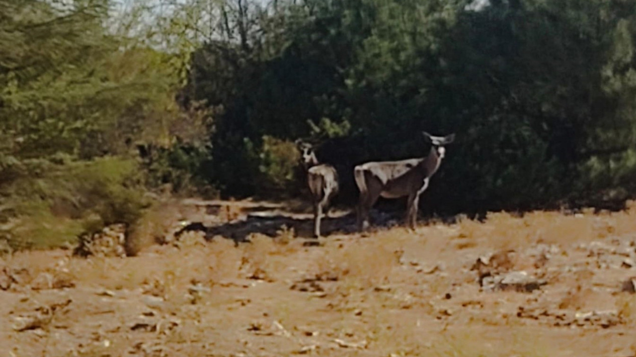 Manisa ve İzmir’in ilçelerinde görülmüşlerdi! Spil Dağı’nda yeniden görüntülendi
