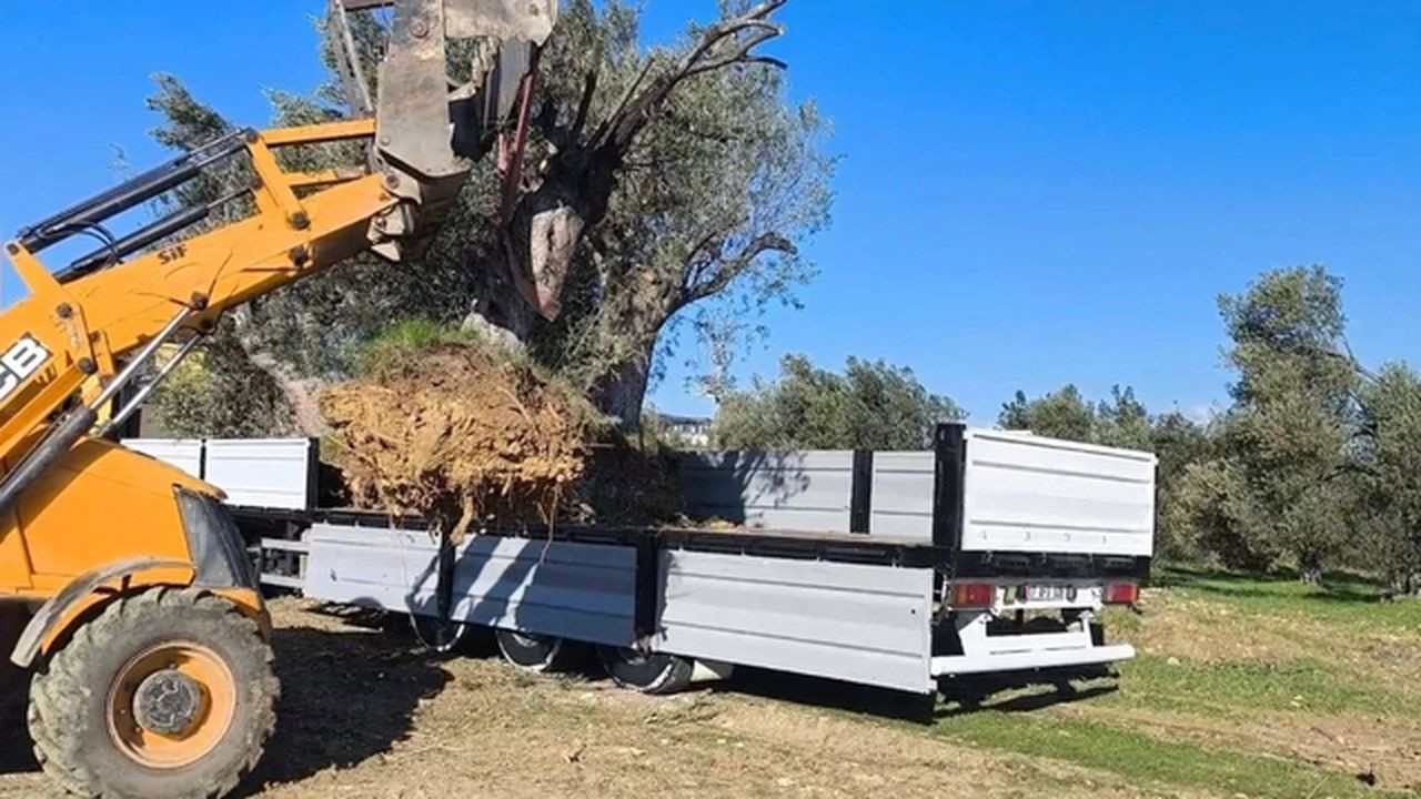Zeytin ağacı taşıyacaklara uyarı: 'İzinsiz işleme …