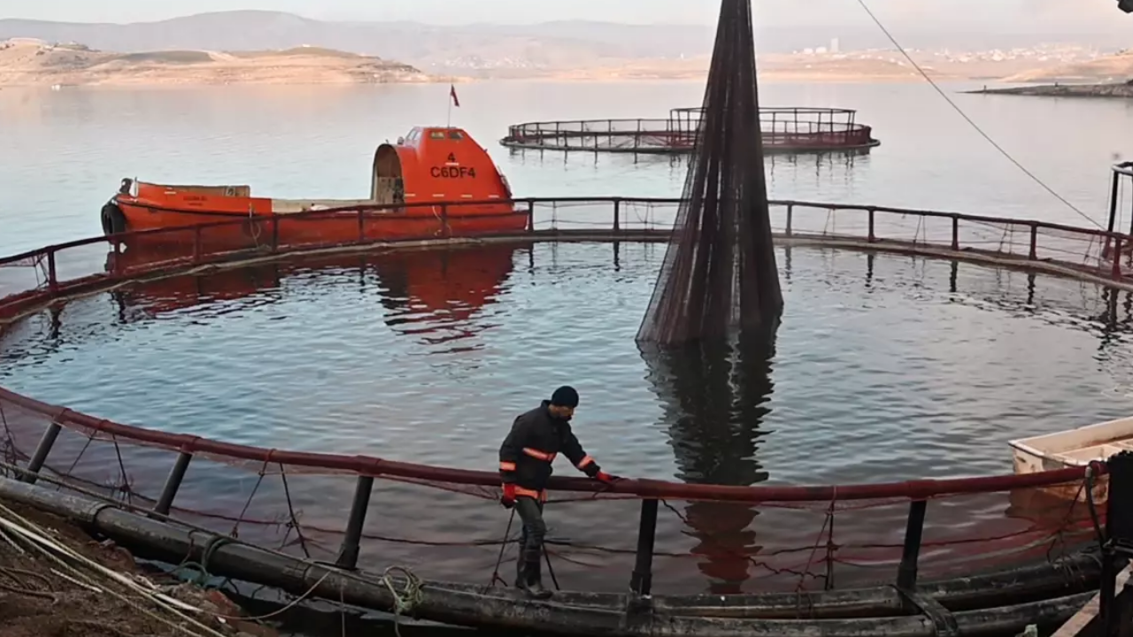 Denizi olmayan şehirde balık üretiyorlar! Rusya ve Japonya'ya satıyorlar