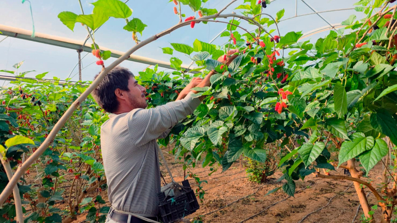 Fiyatıyla yüzleri güldürdü! Mersin'in Silifke ilçesinde üretiliyor