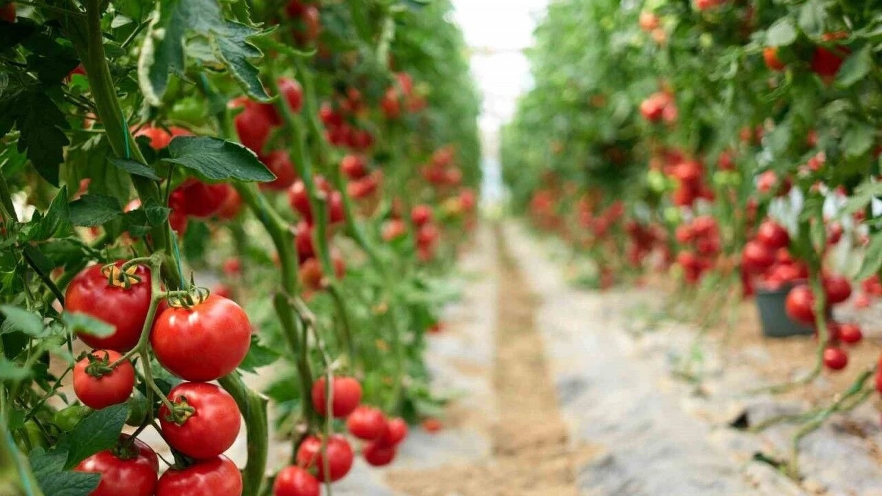 Tarımı hem afetler hem de yanlış politika vurdu! Rusya’yı, Mısır’a kaptırdık