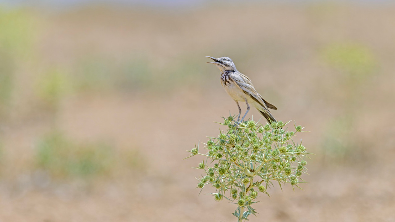 Biyolojik bir soykırım ve kaybettiğimiz ‘endemik’ evlatlar