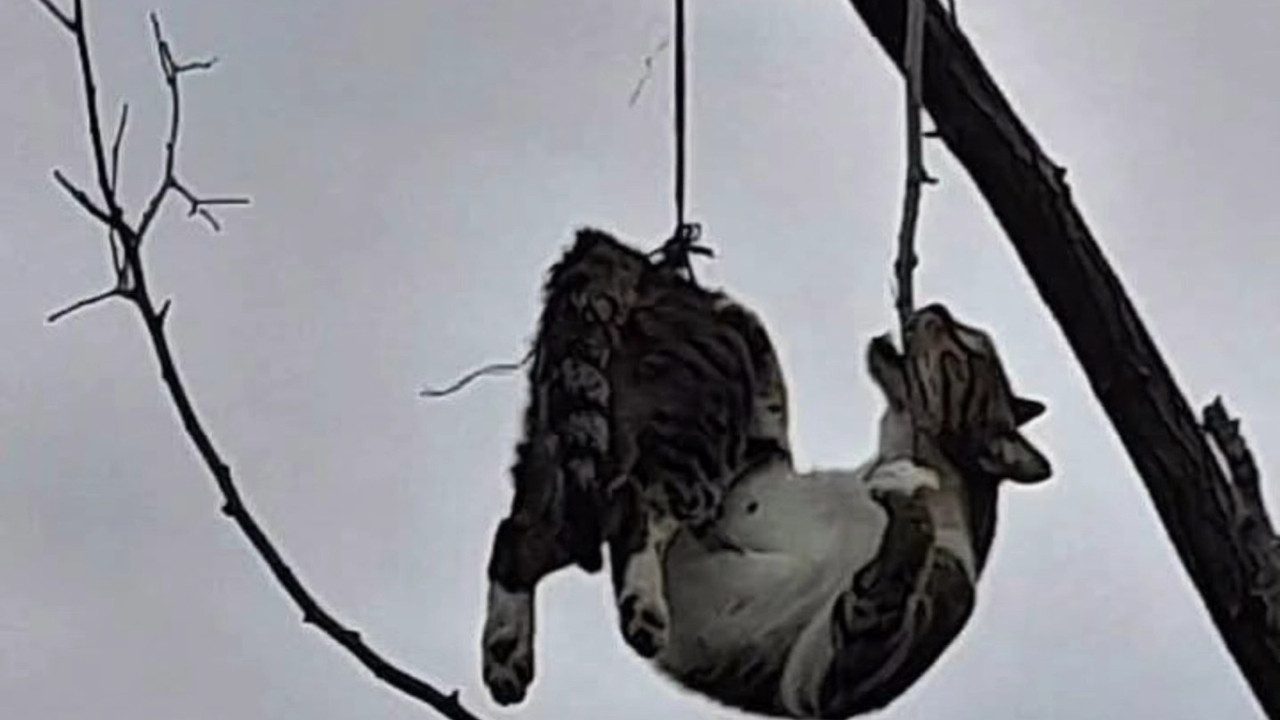 Samsun’da ağaca asılı bulunan kedi kurtarıldı