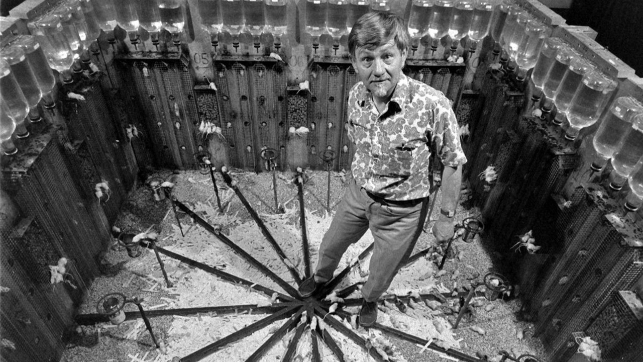 Calhoun’un fare deneyi insan toplumuna ne anlatıyor?