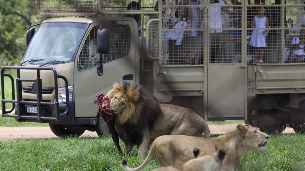 Safari kelimesinin Arapça kökeninin anlamı nedir
