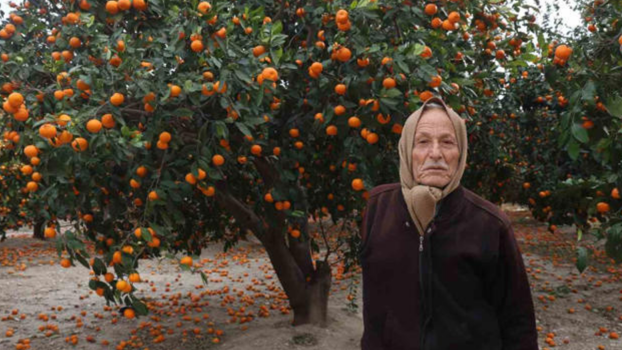 O şehirde bedava dağıtıyor alan yok: 'Gelin istediğiniz kadar alın'