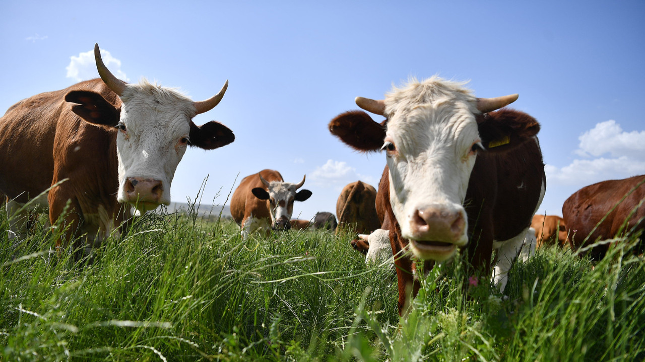 Et fiyatını ithalat da düşüremedi