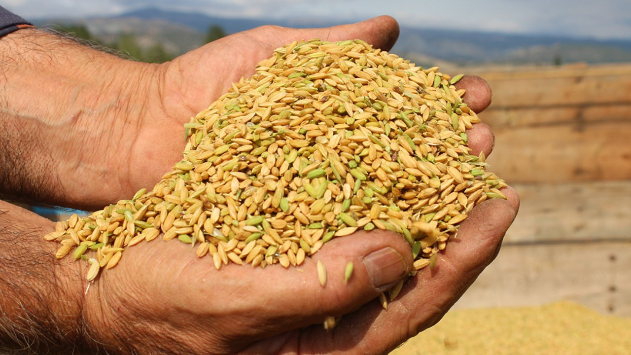 TMO, çeltik alım fiyatlarını belirledi