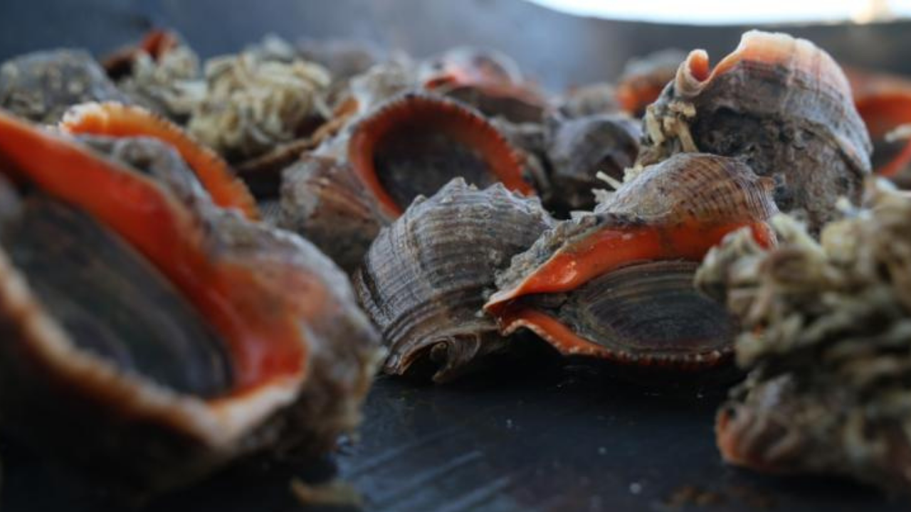 Türkiye'nin deniz salyangozu ihracatı 20,9 milyon doları aştı