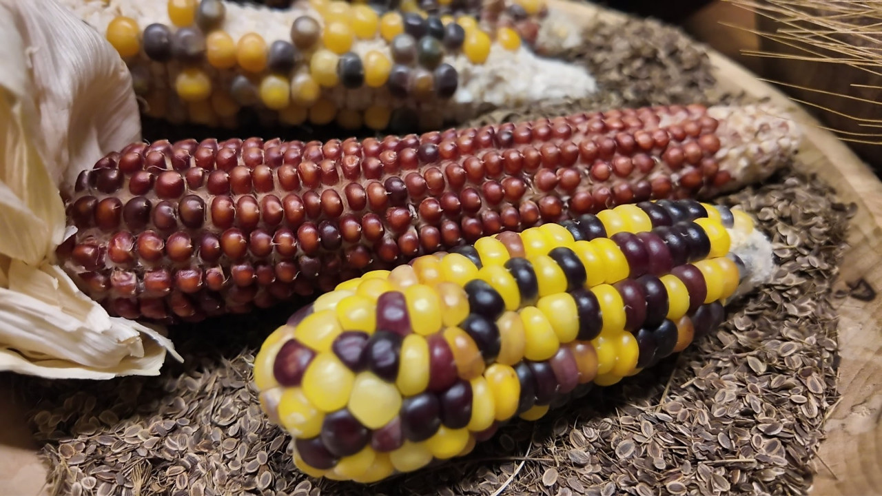 “12 bin yıllık Iza (siyez) buğdayı” Mengen’de yüzlerce dönüm araziye ekildi