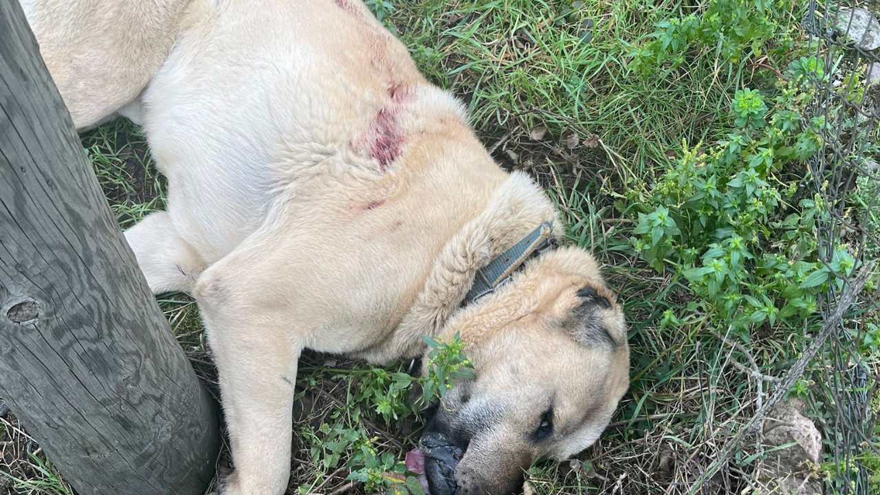 Kangal köpeği tüfekle vurularak öldürüldü! Zonguldak’ta 1 kişi gözaltına alındı
