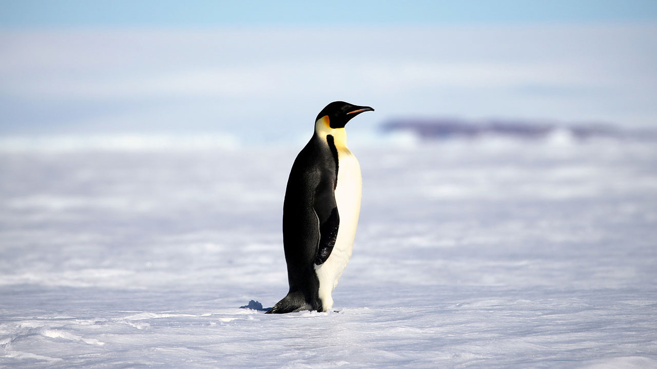‘Nihilist penguen’ bize ne anlatıyor