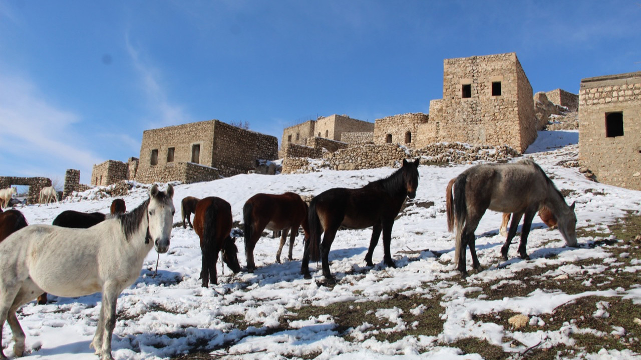 Yılkı atları Şırnak'a çok yakışıyor! Gabar Dağı eteklerinde eşsiz görüntüler