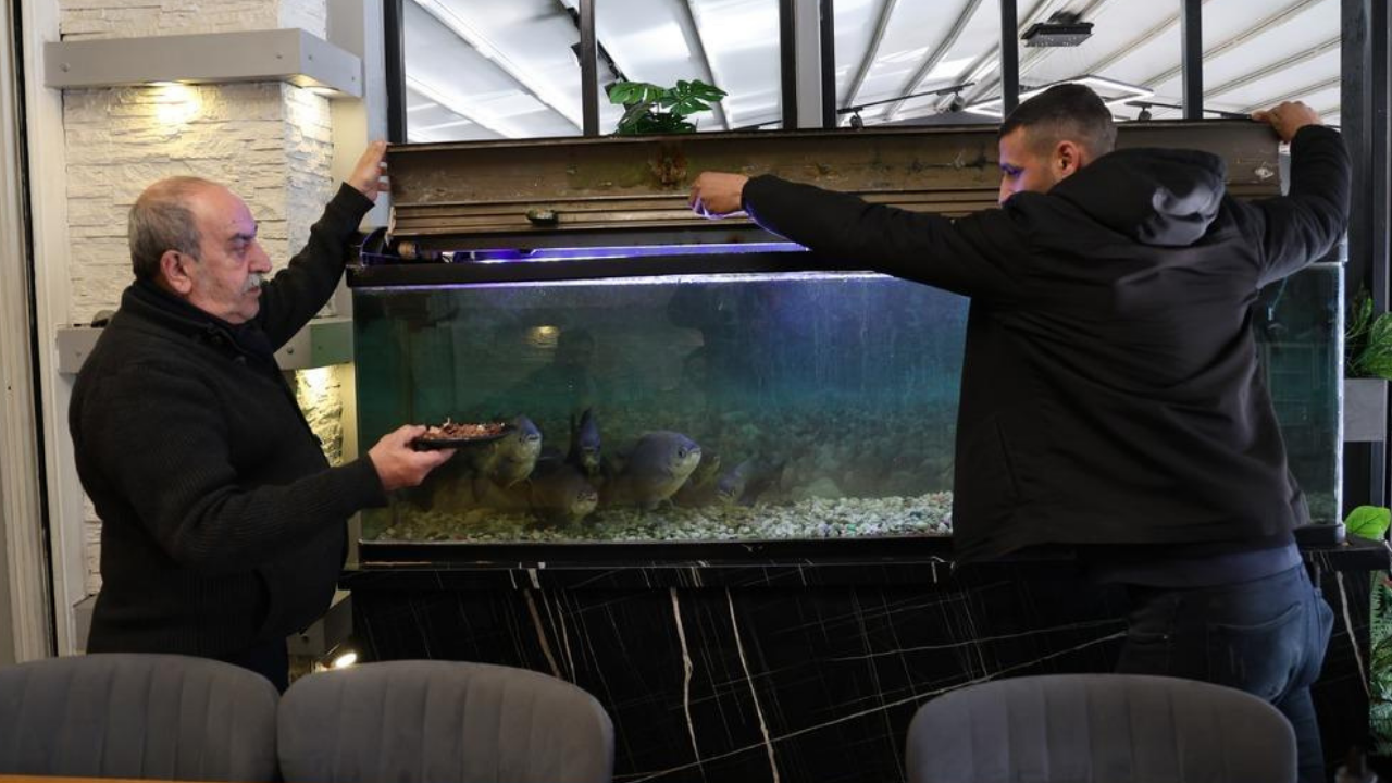 Lokantada pirana balığı bakıyor! 12 yıldır bununla besliyor