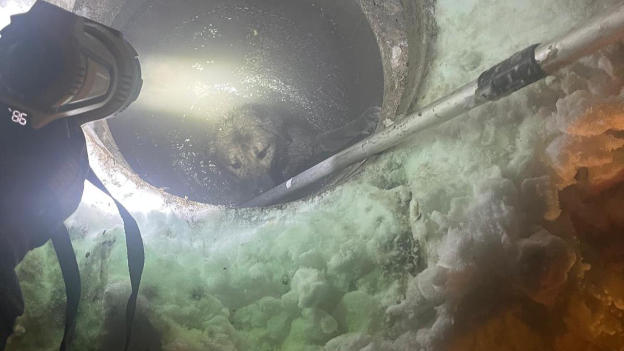 Muş’ta kuyuya düşen köpek kurtarıldı