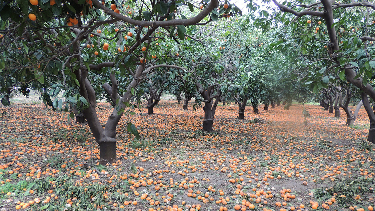 Hataylı üreticilerden soğuk hava deposu çağrısı! Mandalina yine çöp oldu