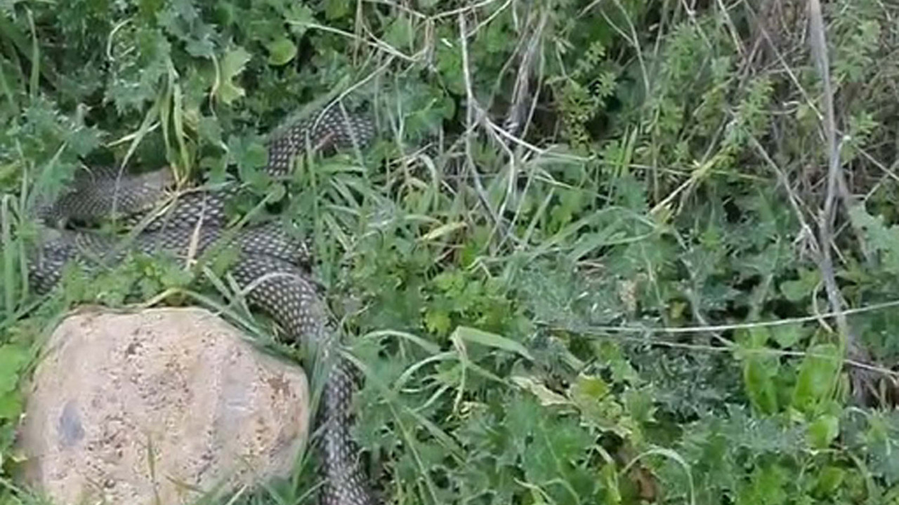 Çanakkale’de görüntülendi! Tam 2 metre