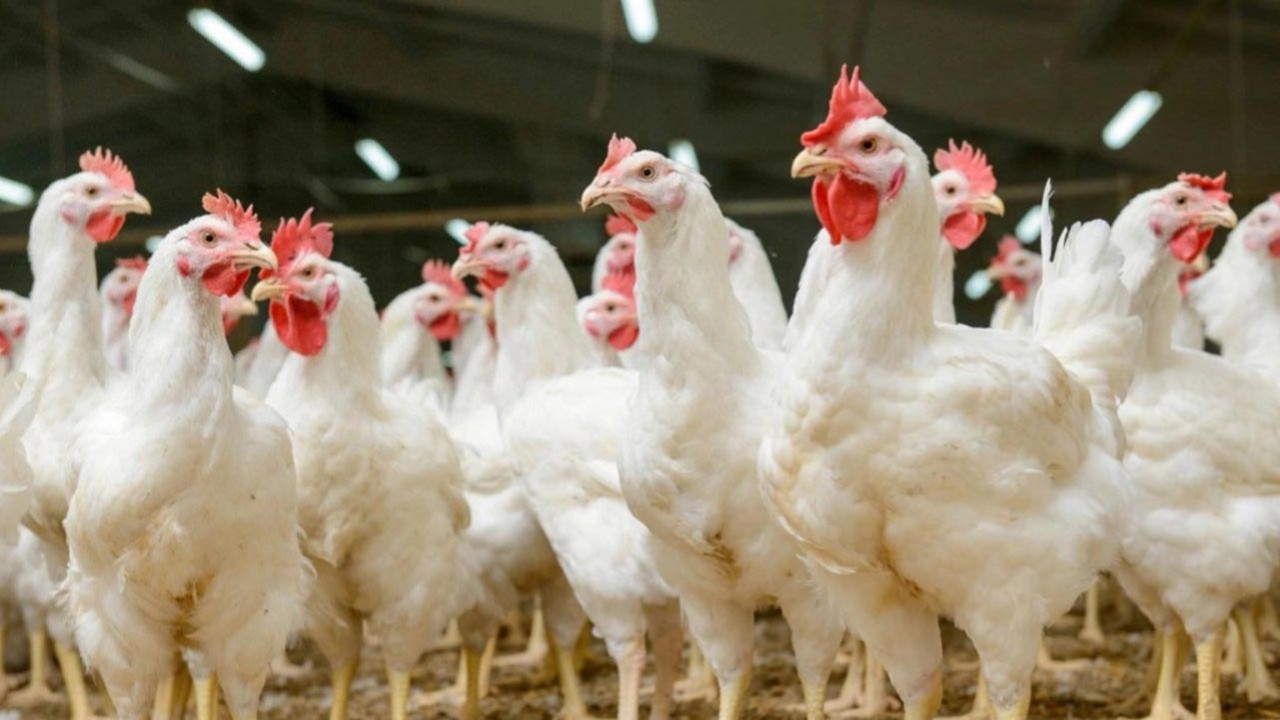 İhracatın durdurulmasına sektörden tepki