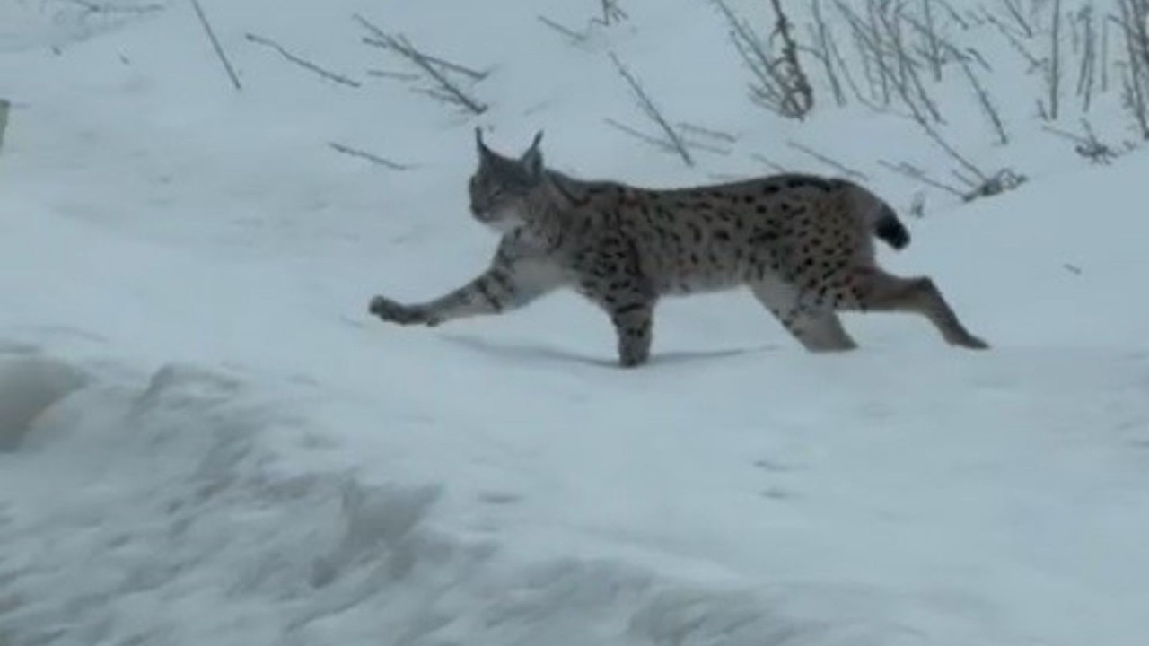 Nesli tehlike altında olan vaşak Bayburt’ta ortaya çıktı