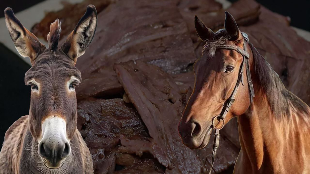 Türkiye'de dönercide at eti yedi! Moğol genç yaşadıklarını böyle anlattı