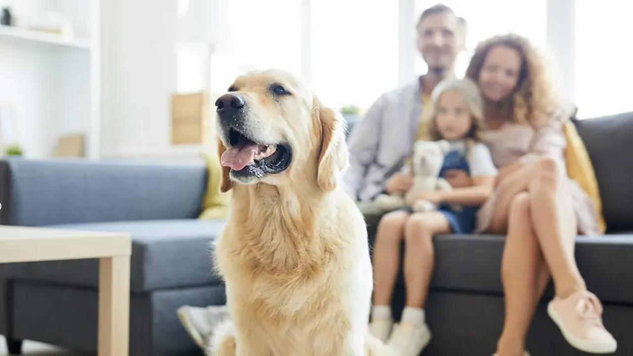 İnsana düşman hayvan seviciliği