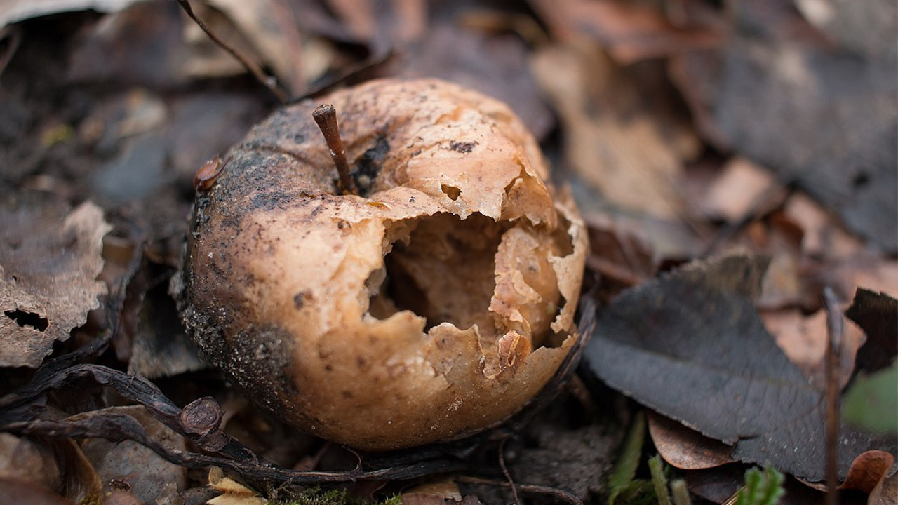 Meserret Taşkın’dan mektup var! Çürüme