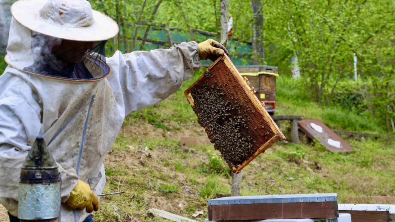 Sakarya'nın tescilli kestane balına uluslararası gurur