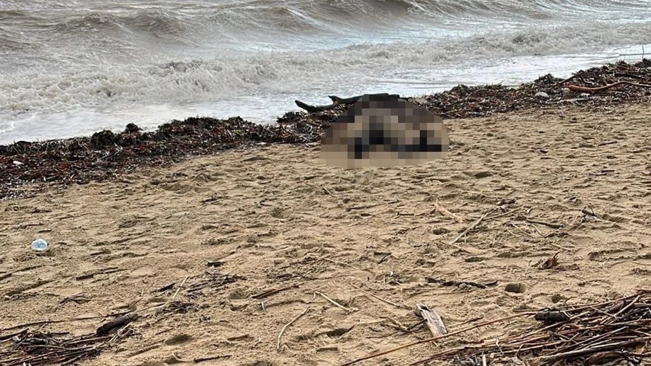 Balıkesir'de sahilde kadın cesedi bulundu
