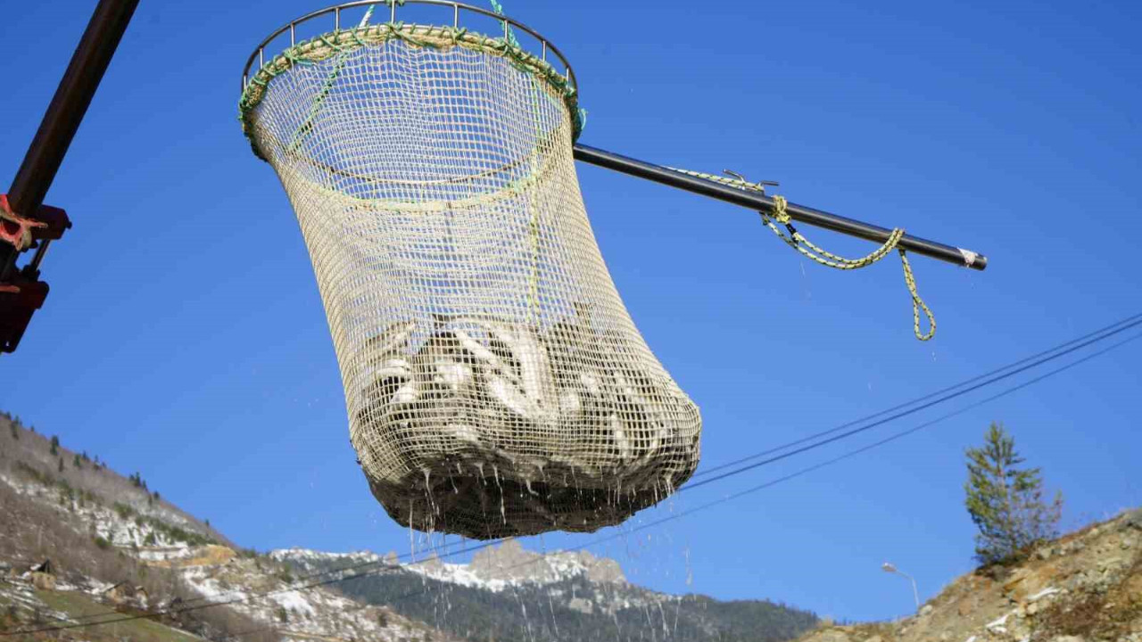 Gümüşhane’nin Torul, Kürtün ve Kelkit ilçesinde üretiliyor! Rusya, Çin, Japonya ve Birleşik Arap Emirlikleri'ne gönderiliyor