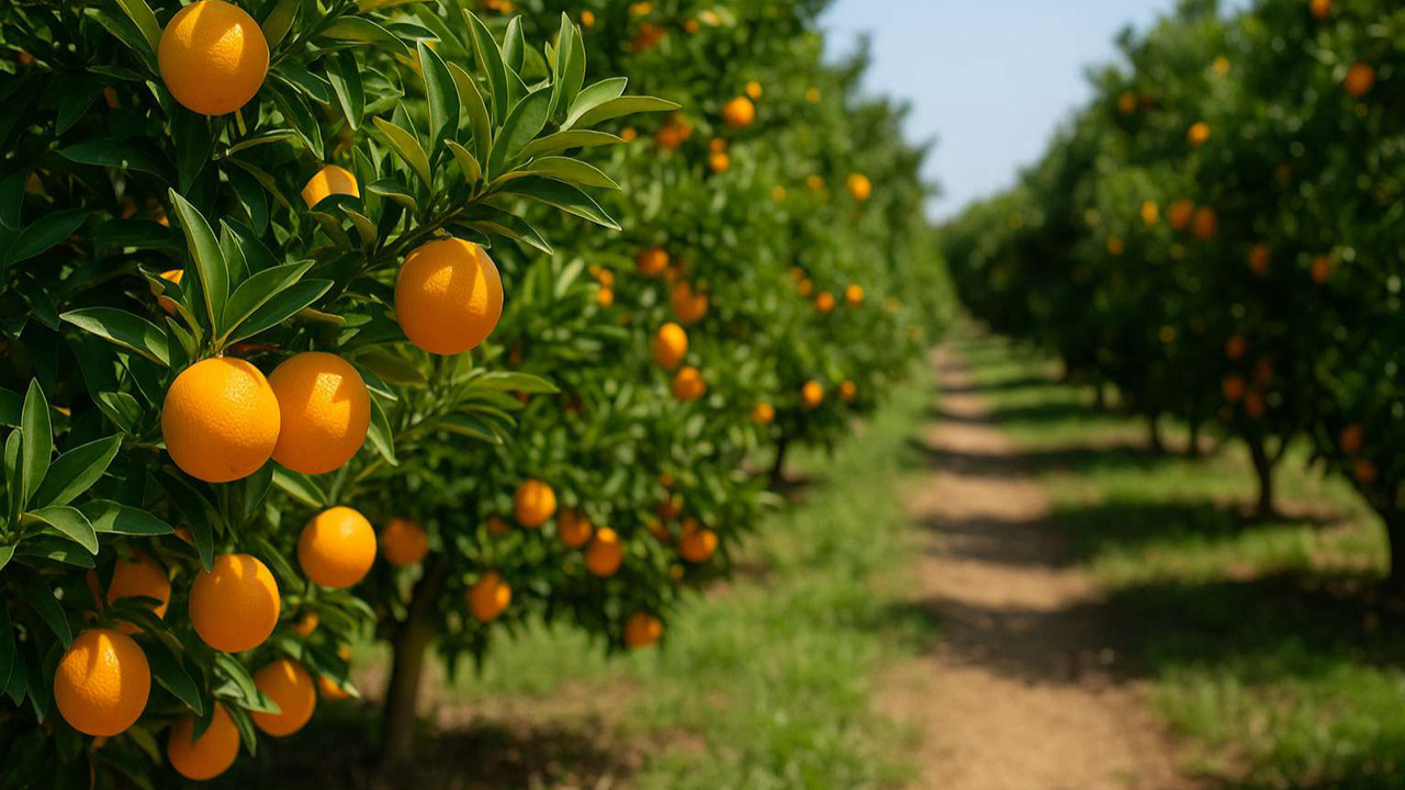 Narenciye üreticilerinden ‘yeni bahçe yasaklansın’ çağrısı