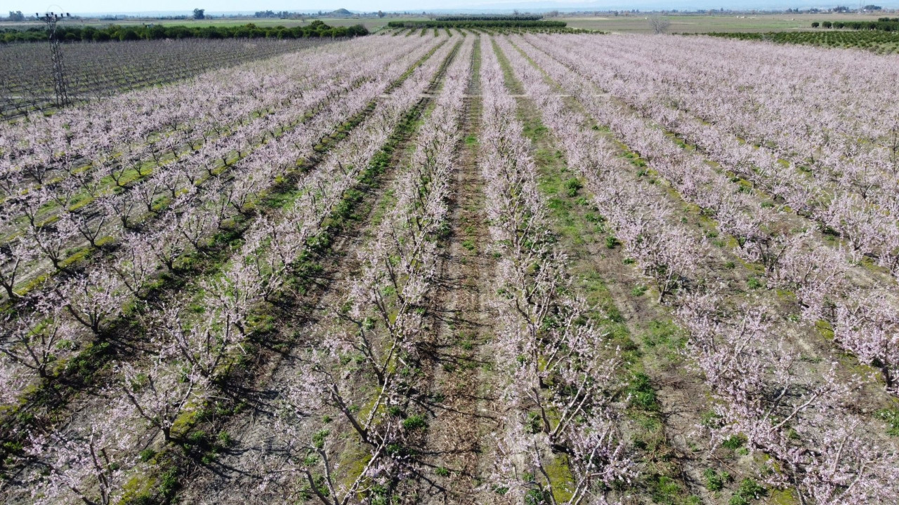 Adana’da yalancı bahara aldanan şeftali ağaçları çiçek açtı: Bahçeler beyaza büründü