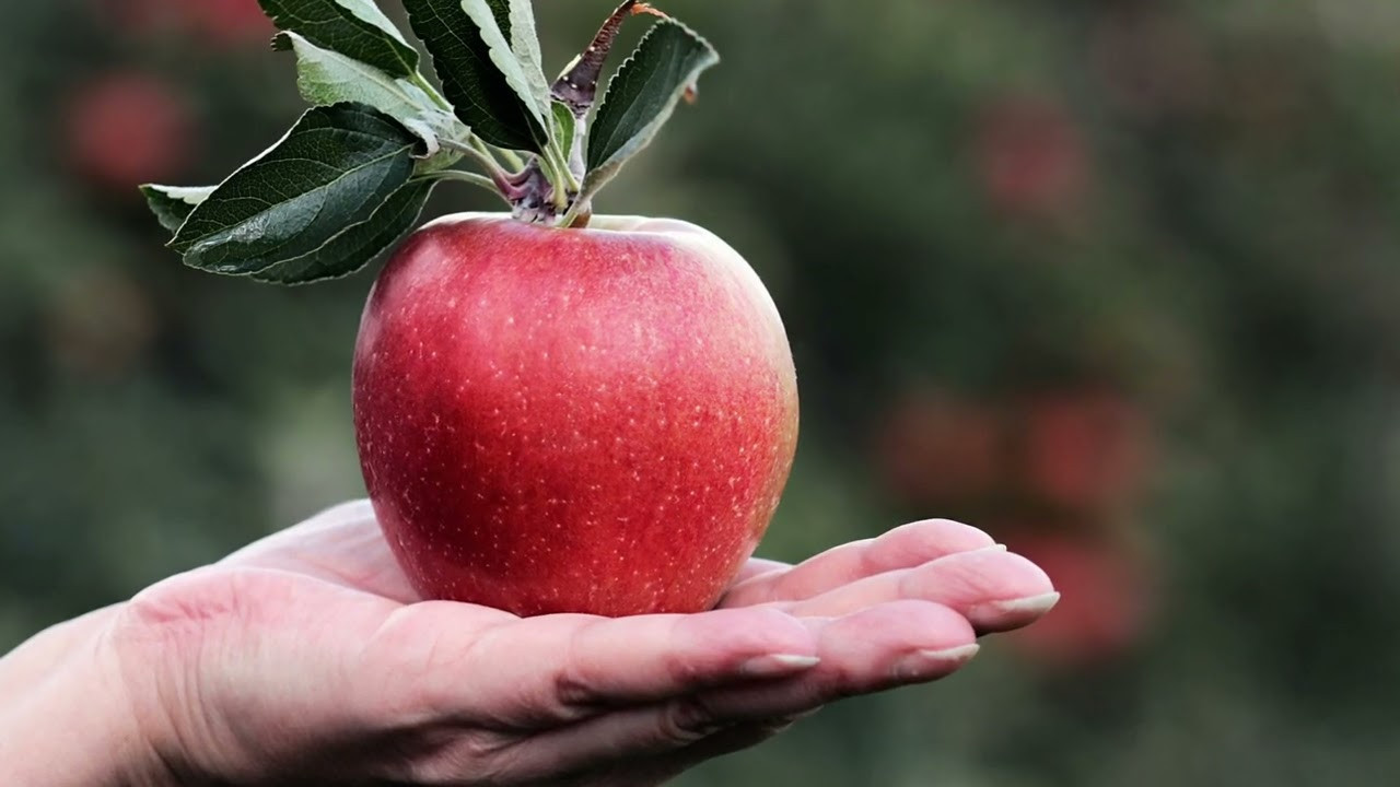 Dünyanın en çok elma üreten ülkeleri açıklandı! Türkiye'nin sıralaması dikkat çekti