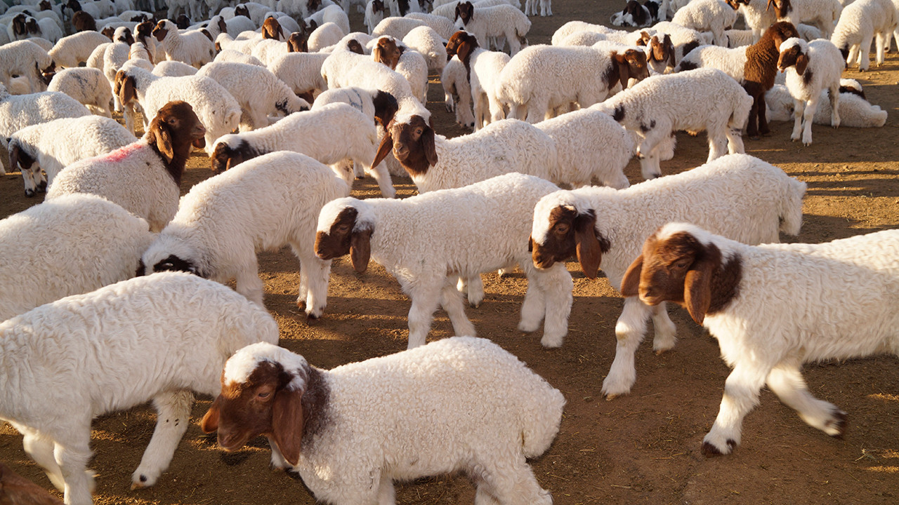 Küçükbaşa destek projesine başvuru fazla olacak ‘İthal gelirse ucuza değil ırka, cinse bakılmalı’