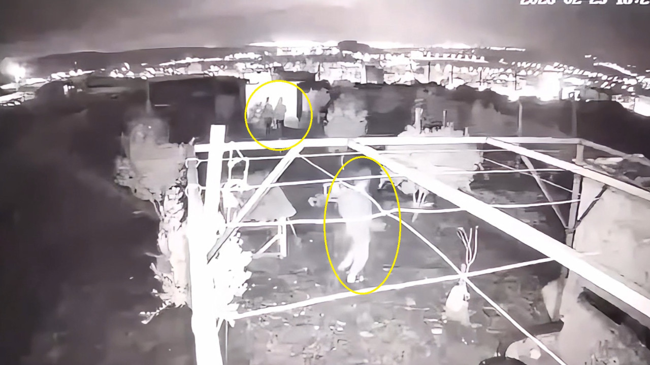 Osmaniye’de güvercin hırsızlığı