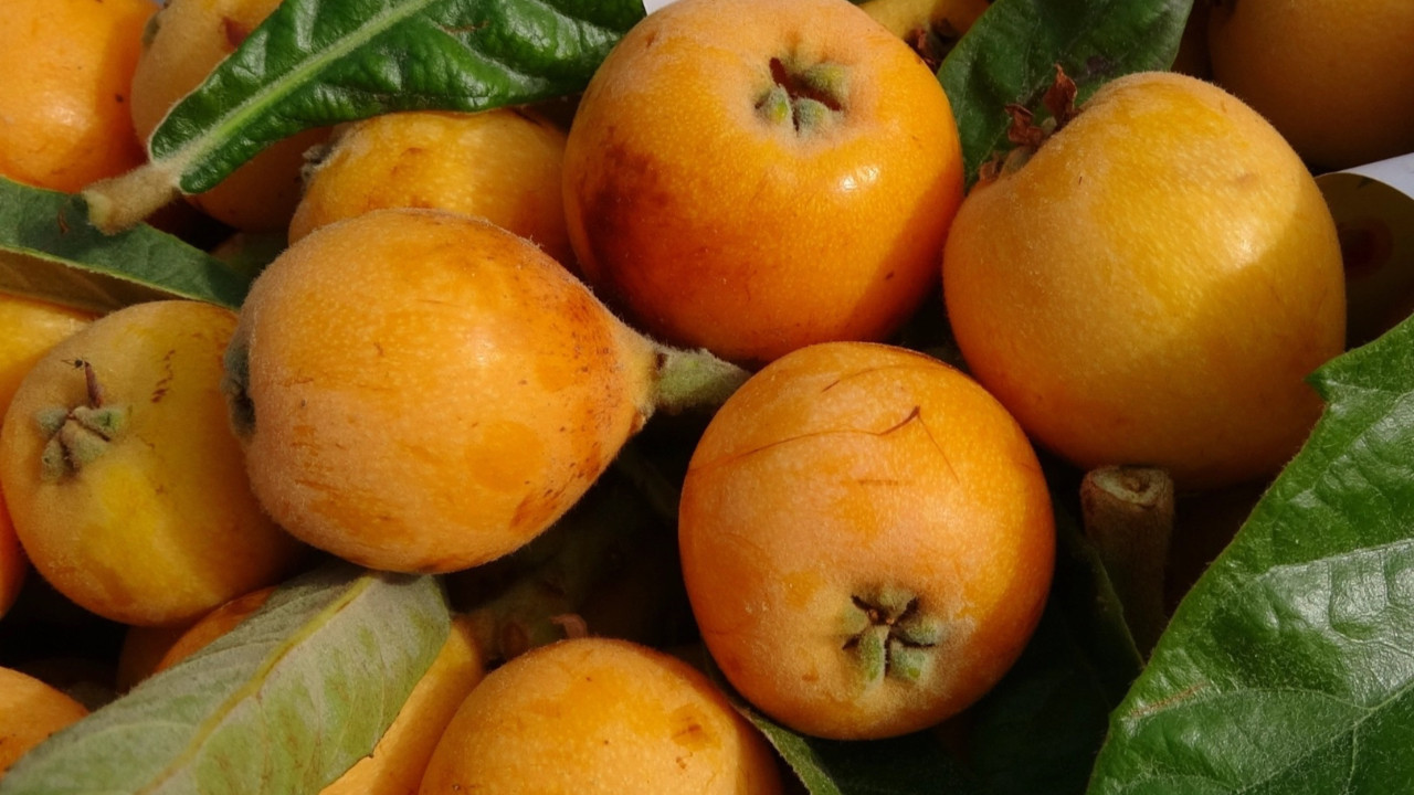 Mersin’de sarı altın erken geldi! Dubai'ye gönderiliyor