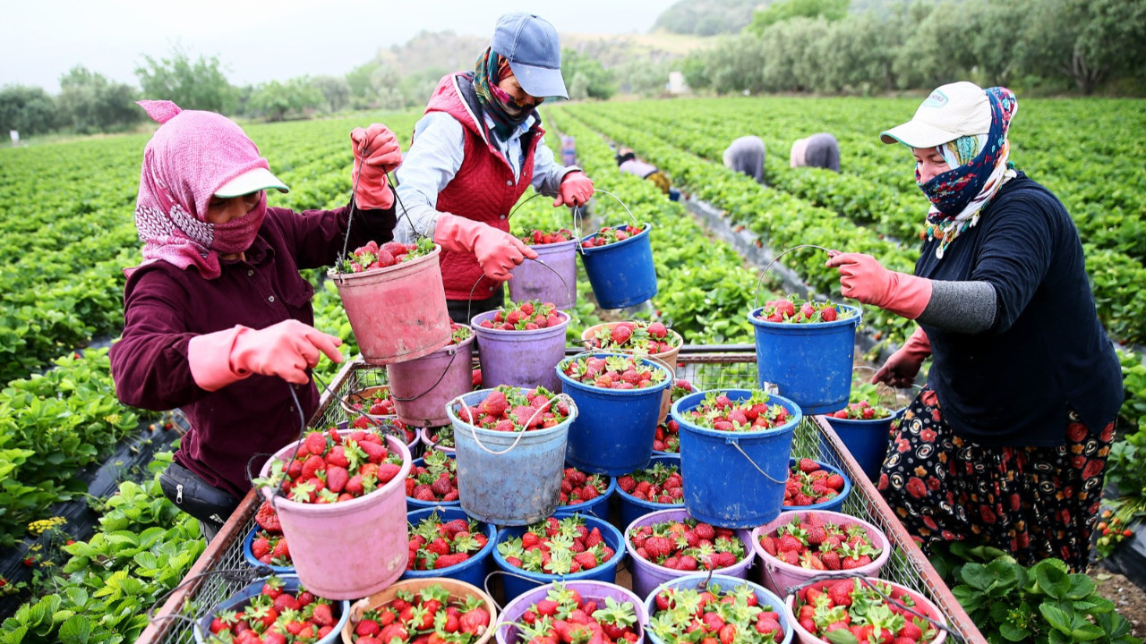 Tarımda yüzde 8,8 küçüldük! Tek neden iklim değil yapısal sorunlar