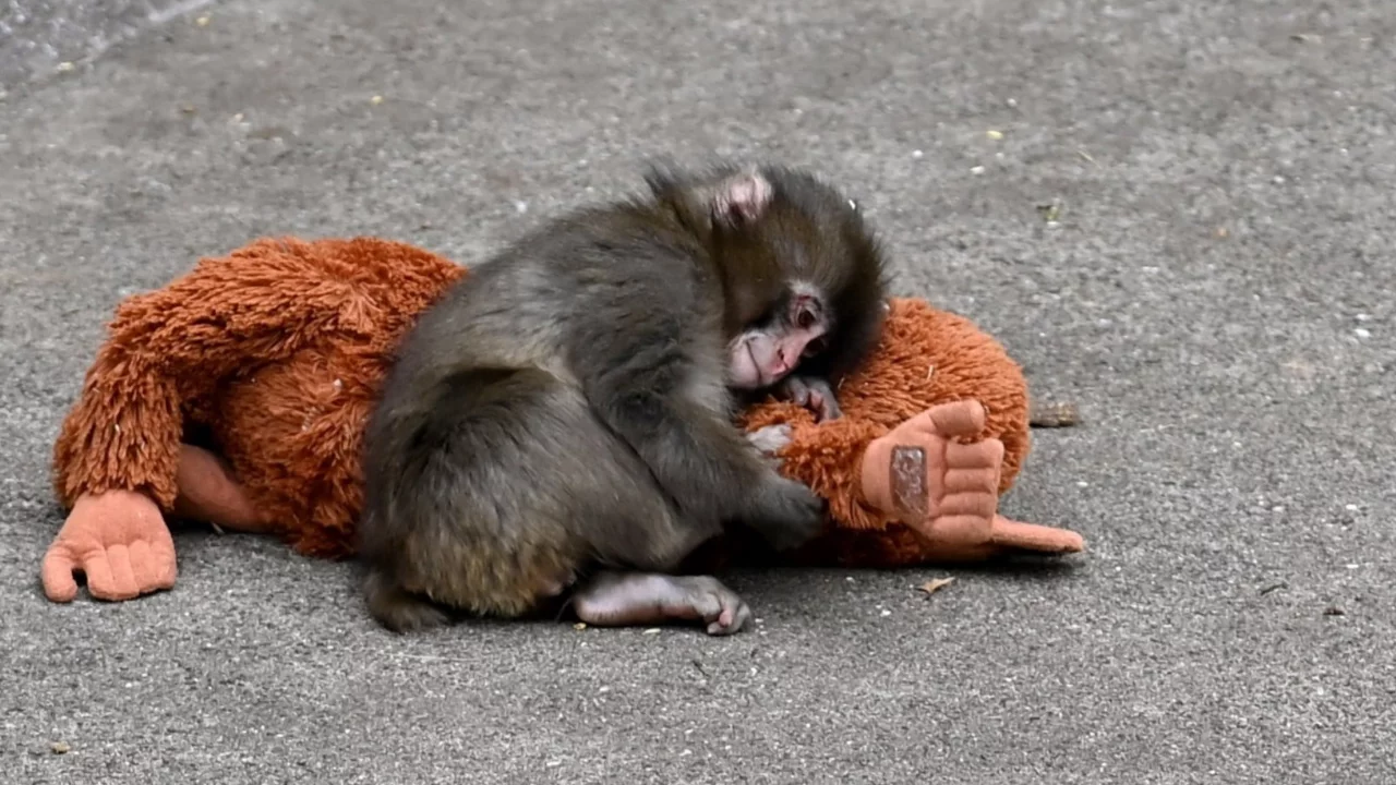 Maymun Punch öldü mü? Maymun Punch yaşıyor mu?
