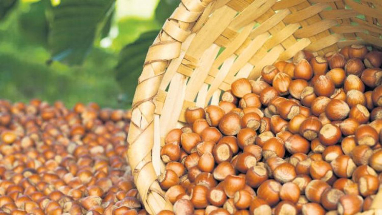 Fındık rekolte tahminine tepki ‘Karın altındaki dalları nasıl saydınız?’