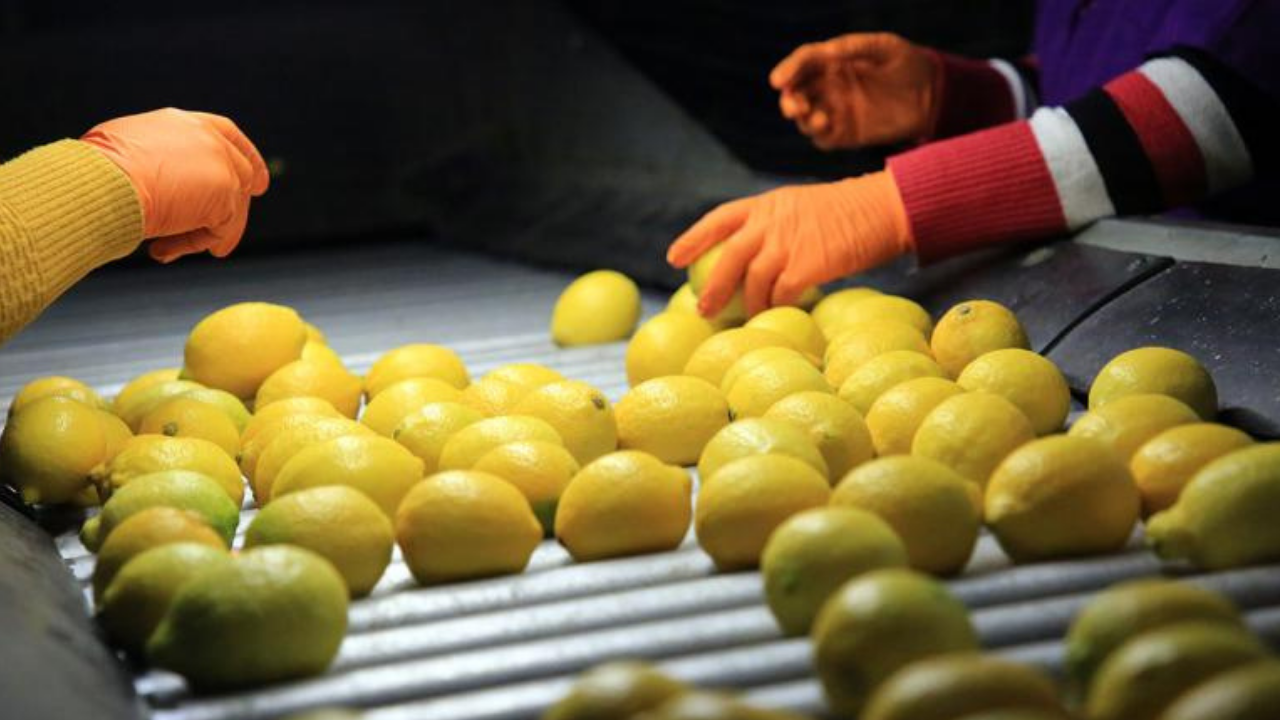 Limon ithalatında gümrük vergisi yüzde 10’a düşürüldü