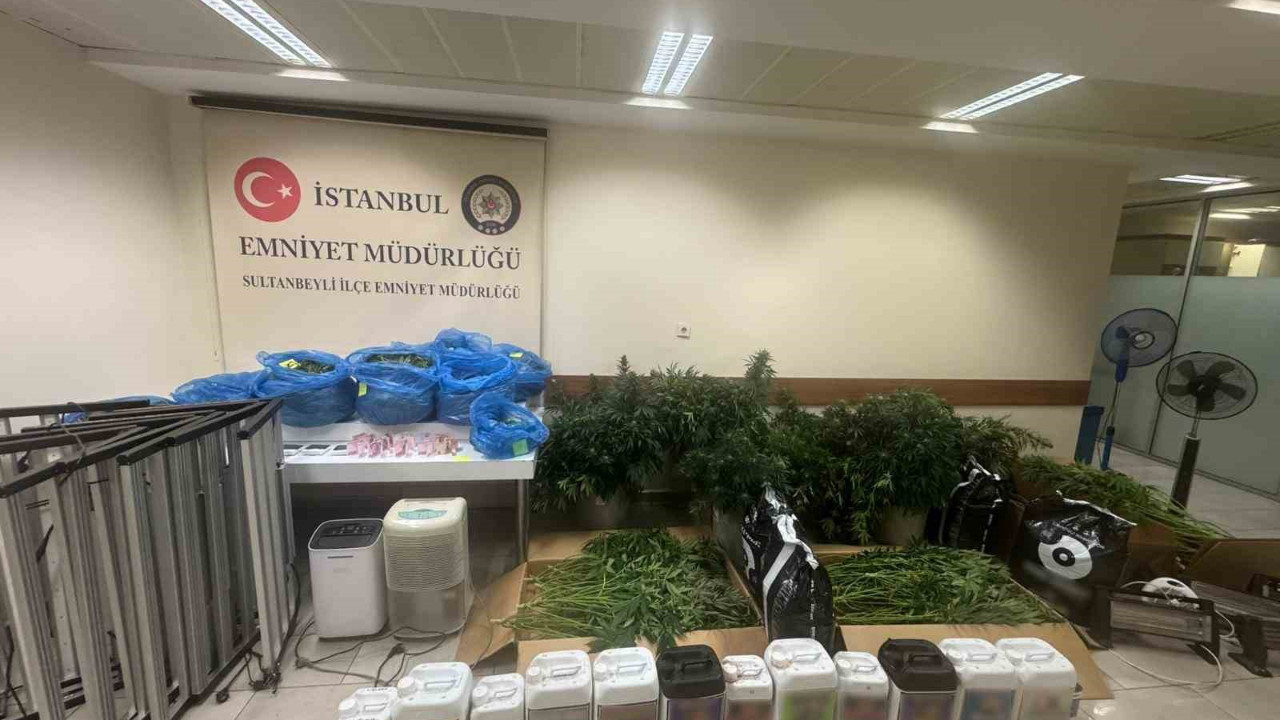 Sultanbeyli’de kenevir serasına baskın!
