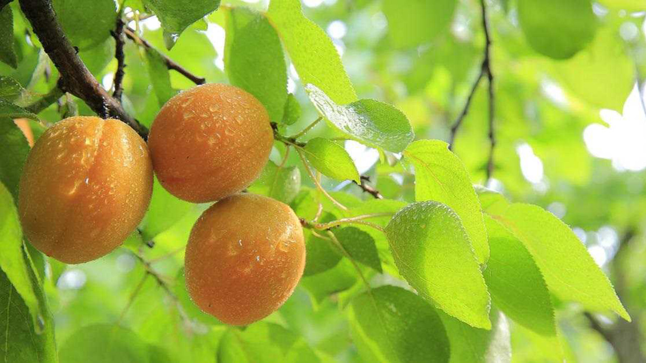 Bilim temelli üretim modeli çağrısı