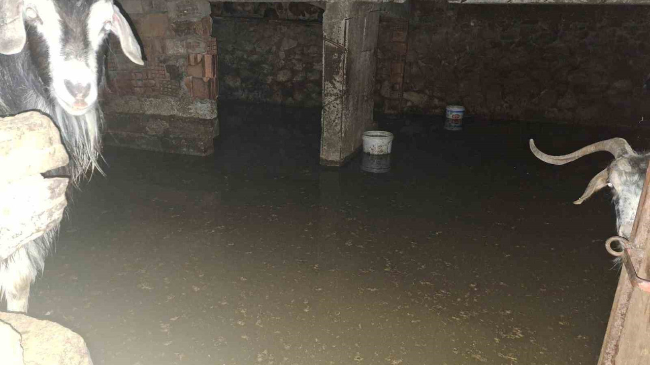 Sel ahırı bastı, 12 keçi tarafından kurtarıldı