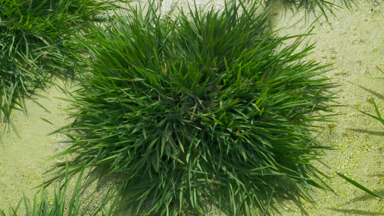 Çin'den 'ölümsüz' pirinç devrimi: Bilim insanları antik genleri uyandırdı