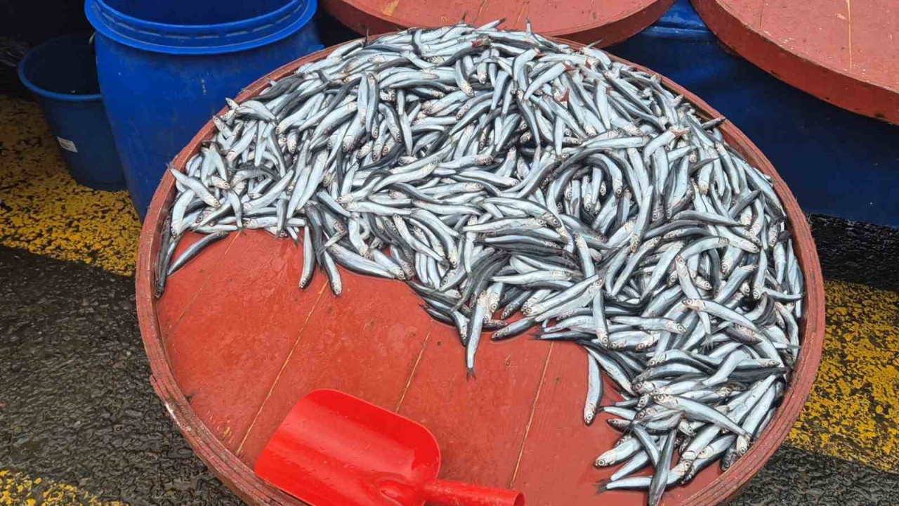 Hamsi fiyatları arttı! Bakın kaç lira oldu