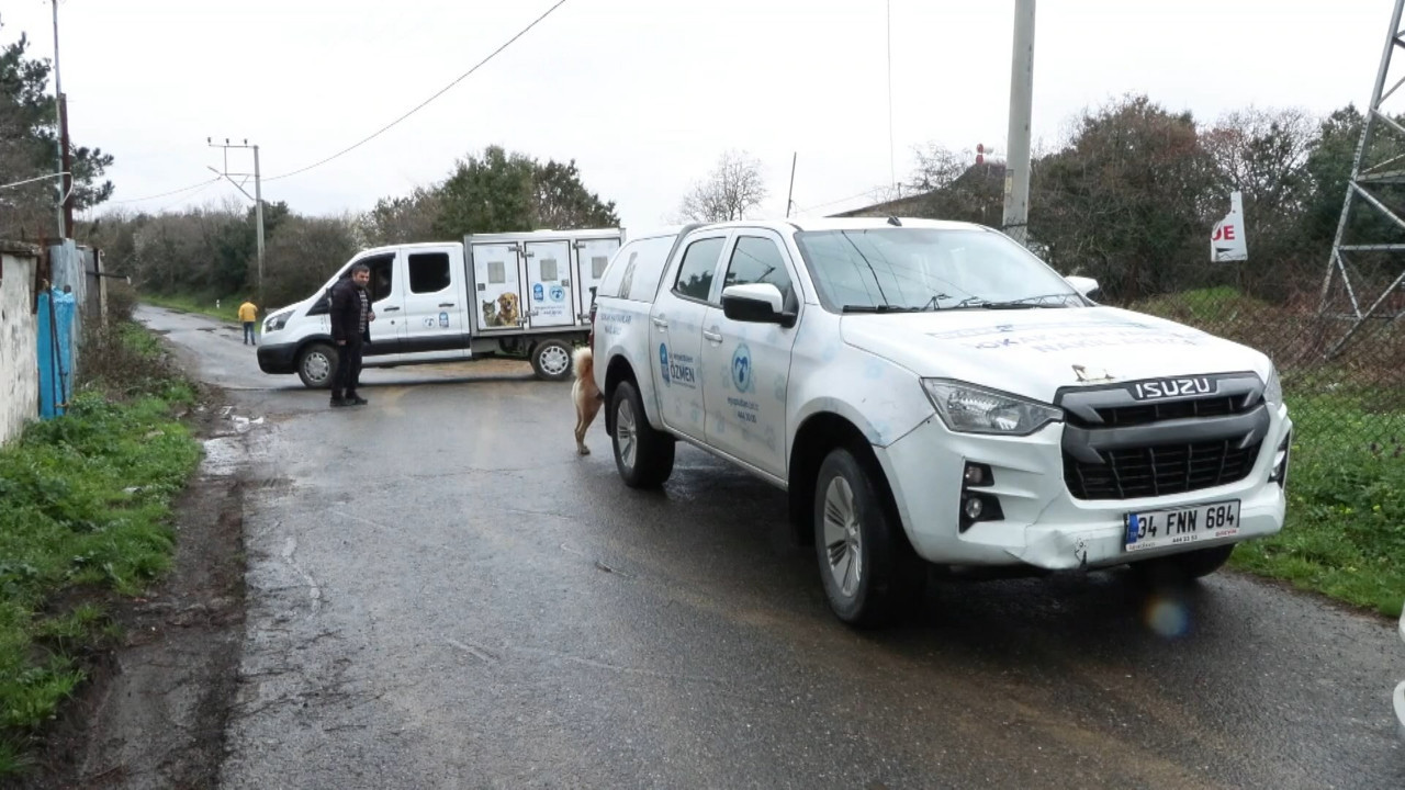 Eyüpsultan'da sokak köpekleri 6 yaşındaki çocuğa saldırdı
